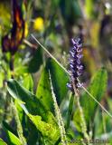 Lakeside flowers 2