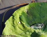 Water on lilypad closeup