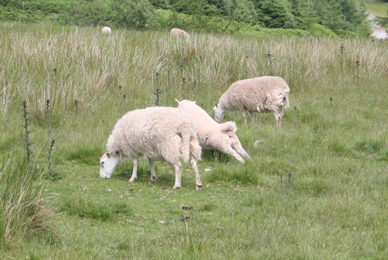Brecon Beacons - Sheep fitness