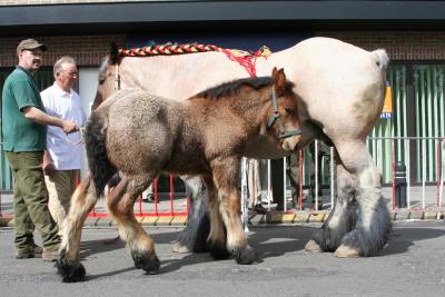Paardenkeuring 7