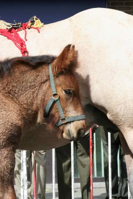 Paardenkeuring Drongen 2005