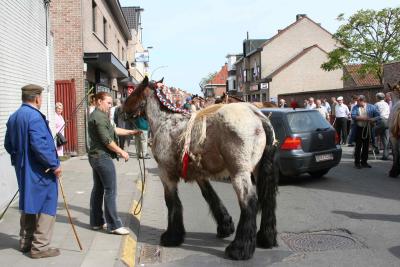 Paardenkeuring 10