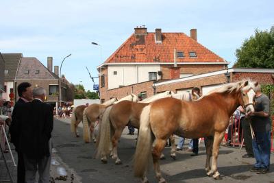 Paardenkeuring 23