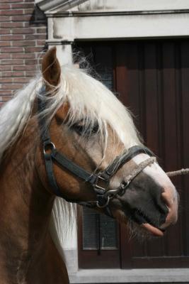 Paardenkeuring 24