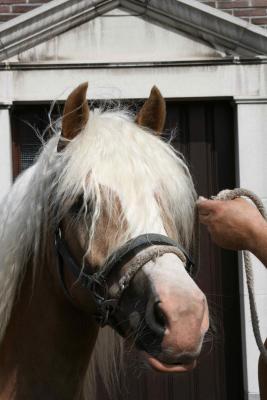 Paardenkeuring 25