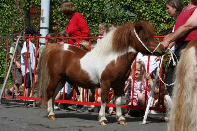 Paardenkeuring 27