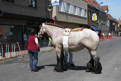 Paardenkeuring 36