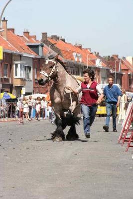 Paardenkeuring 37