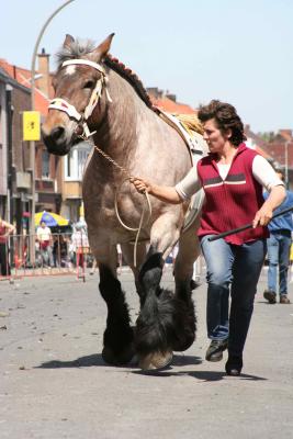 Paardenkeuring 38