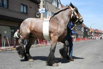 Paardenkeuring 39