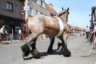 Paardenkeuring 40