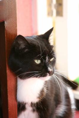 Brecon Beacons Josies shy cat