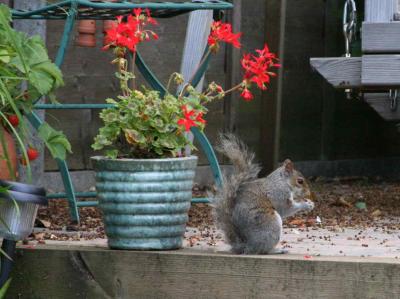 Portsmouth - Squirrel  in garden