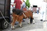 Paardenkeuring 6