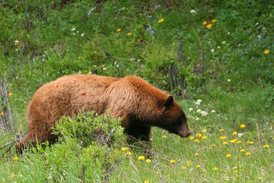 Black Bear