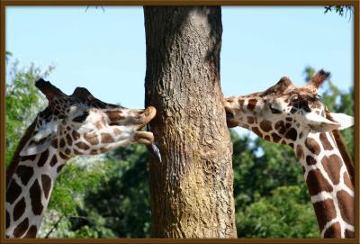Twin Giraffes, Brookfield Zoo