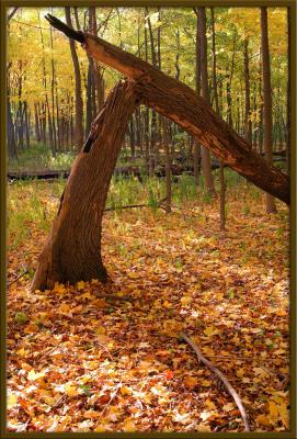 Illinois 2005