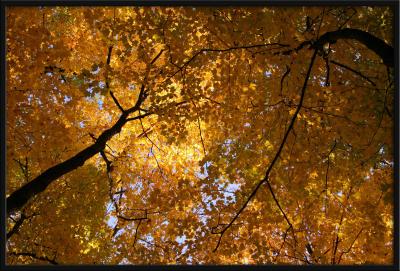 Yellow Sky