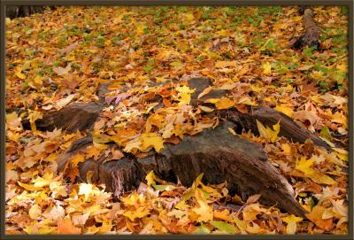 Floor of Leaves
