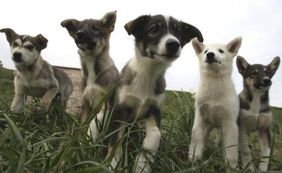 Iditarod pups