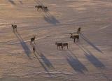 Migrating caribou on the ice