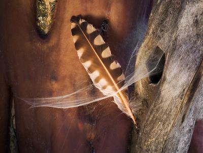 Feather in Manzanita and Spider Web