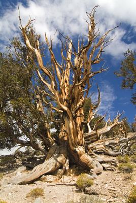Ancient Bristle Pine