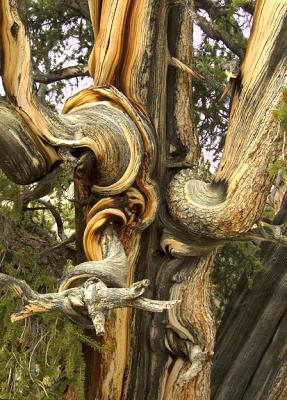Ancient Bristle Pine Close Up