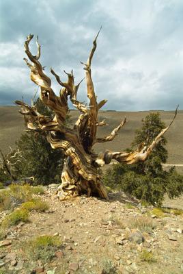 Ancient Bristle Pine 3