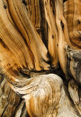 Bristle Pine Wood Closeup