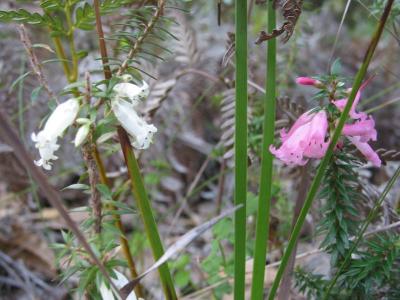 native vegetation