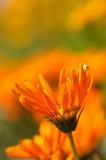 DSC_3179.JPG