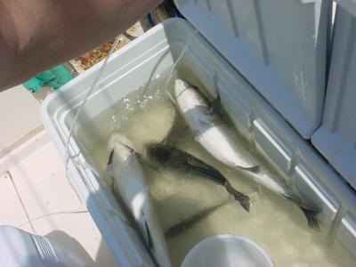 6/1/2005 Univ of Md Marine Lab Research Project - 25 - 28 fish alive on ice water and oxygen - back to the lab