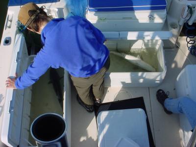 6/1/2005 Univ of Md Marine Lab Research Project - Keeping all fish alive till we get back to lab