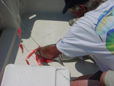 7/10/05  Ante-Up -Tuna at the Jackspot - Release on Sreader Bar