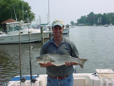 8/5/2005 L.A Wally with nice 30 Striper for the box - trolling off Sandy Pt to Balt Light