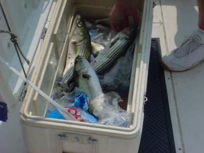 8/14/2005 - Stalter Charter  Sandy Pt. - mixed box of Stripers, Perch and Blues
