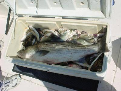 9/11/2005 Ackley Charter - Nice box of Perch and top 38 Rock