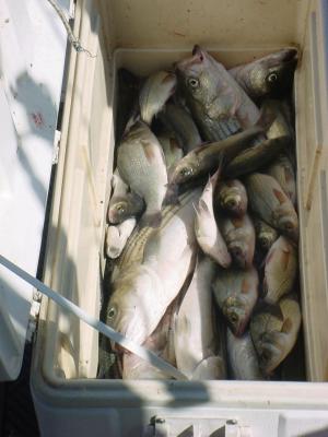 10/18/2005 Wes Naugle Charter - Limited out on nice Stripers and box of perch