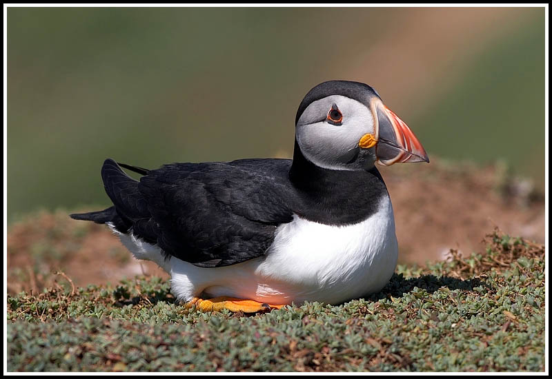 Puffin squatting