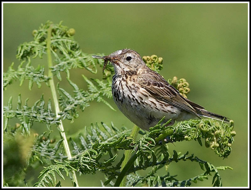 Skylark and insect