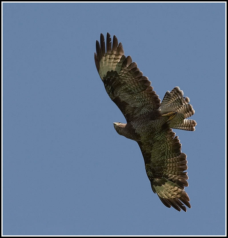 Buzzard