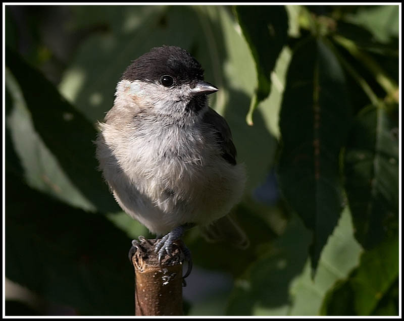 Marsh tit