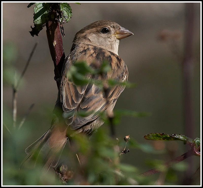 Female house sparrow