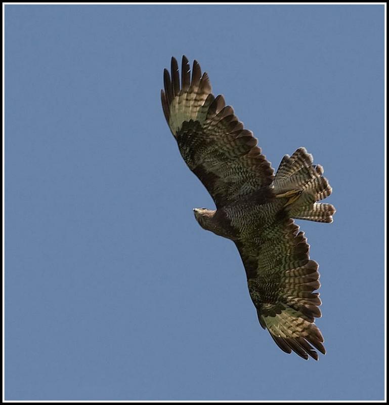 Buzzard