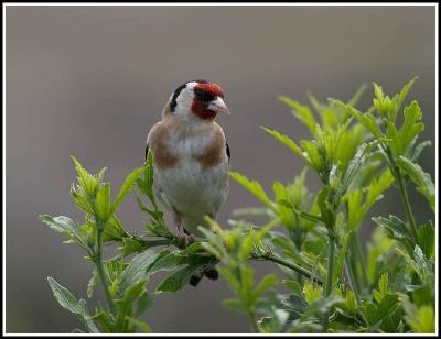 Goldfinch