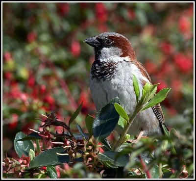 House sparrow