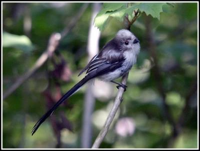 Long-tailed tit