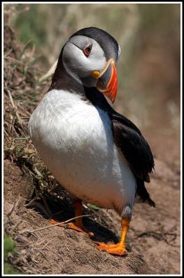 Puffin on ledge