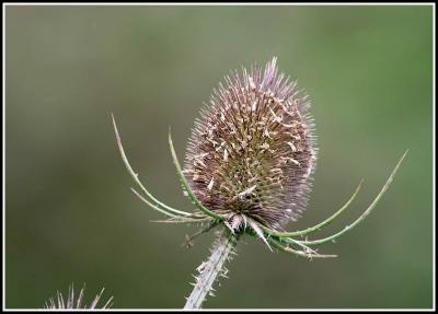 Teasel